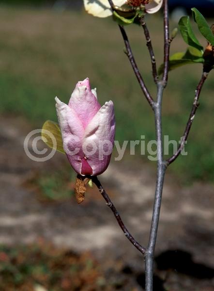 Pink blooms; Deciduous; Broadleaf
