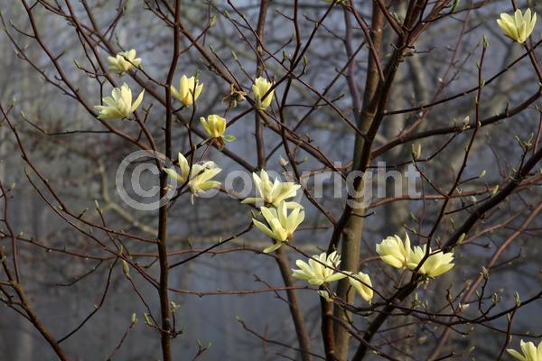 Yellow blooms; Deciduous; Broadleaf