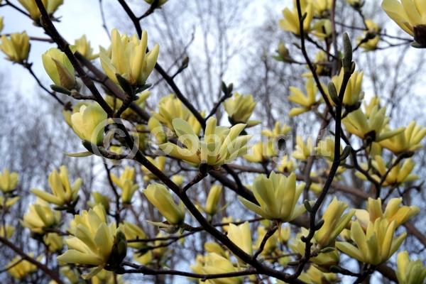Yellow blooms; Deciduous; Broadleaf