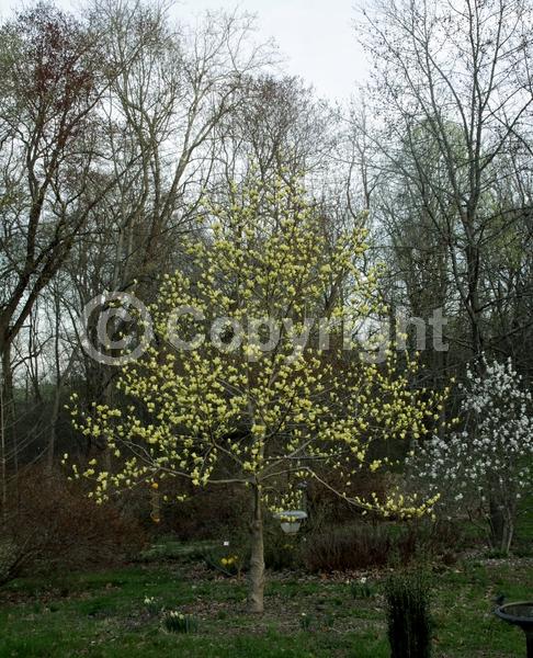 Yellow blooms; Deciduous; Broadleaf