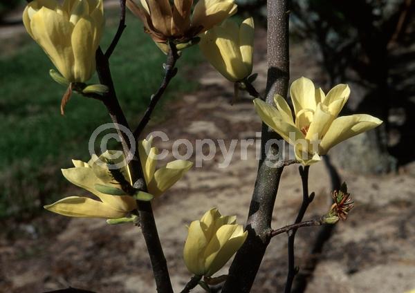 Yellow blooms; Deciduous; Broadleaf