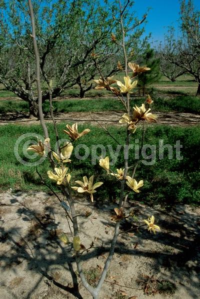 Yellow blooms; Deciduous; Broadleaf