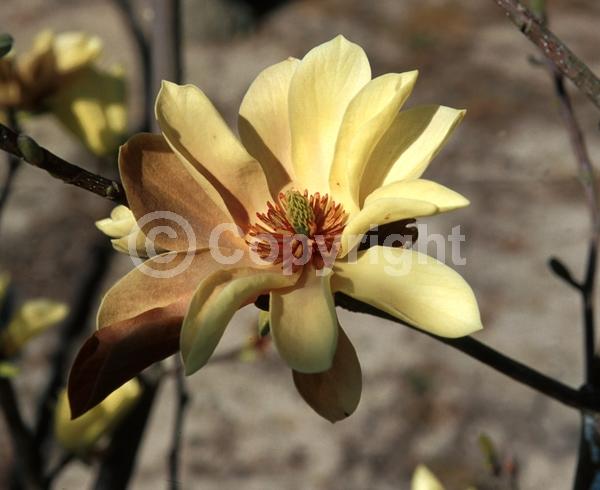 Yellow blooms; Deciduous; Broadleaf