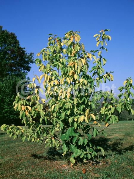 Yellow blooms; Deciduous; Broadleaf