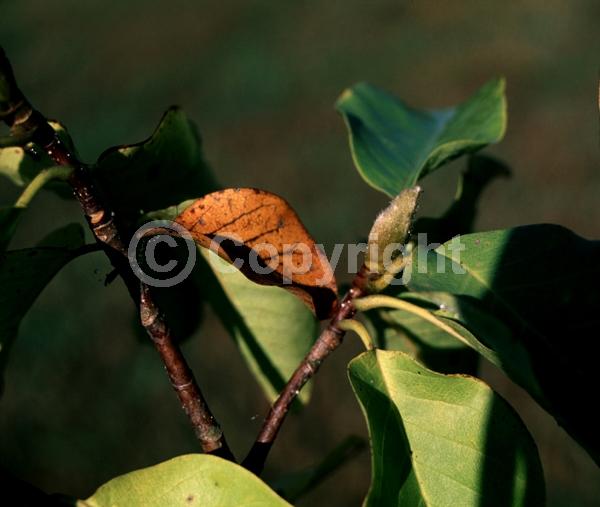 Yellow blooms; Deciduous; Broadleaf