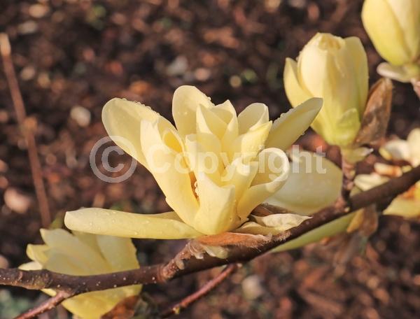 Yellow blooms; Deciduous; Broadleaf