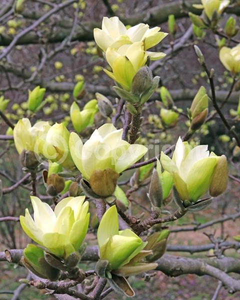 Yellow blooms; Deciduous; Broadleaf