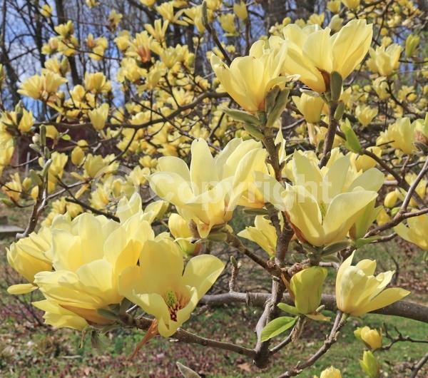 Yellow blooms; Deciduous; Broadleaf