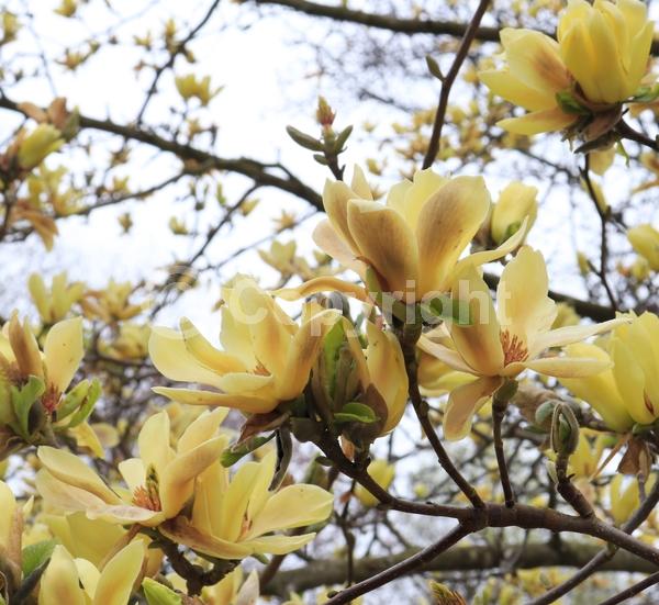Yellow blooms; Deciduous; Broadleaf