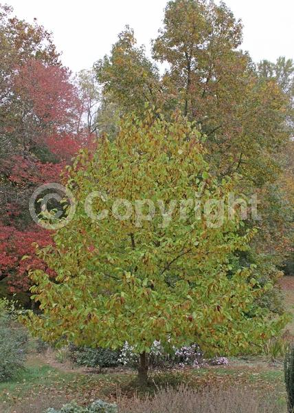 Yellow blooms; Deciduous; Broadleaf