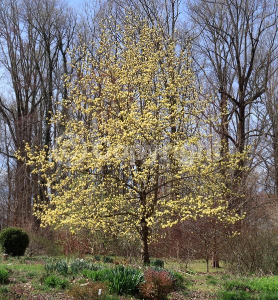 Yellow blooms; Deciduous; Broadleaf