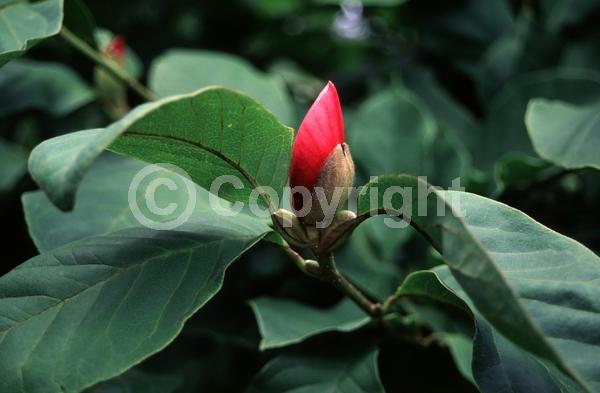 Red blooms; Purple blooms; Deciduous; Broadleaf