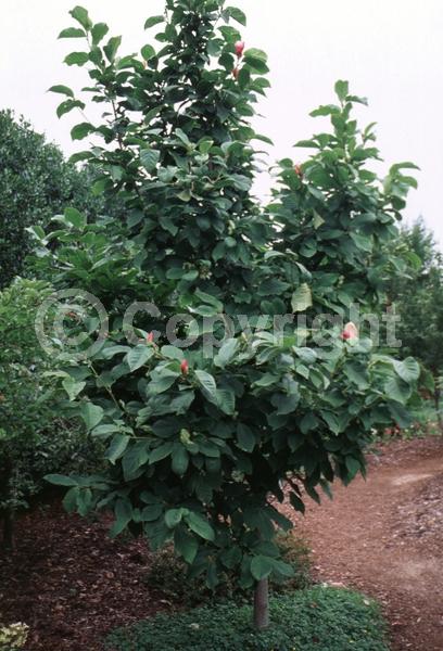 Red blooms; Purple blooms; Deciduous; Broadleaf