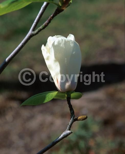 White blooms; Deciduous; Broadleaf