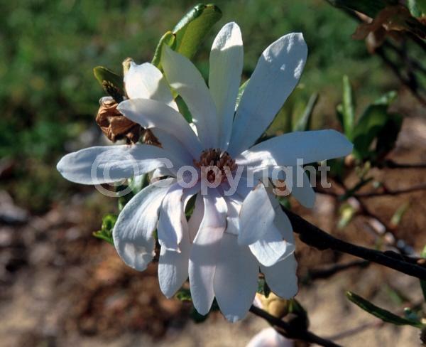 White blooms; Deciduous; Broadleaf