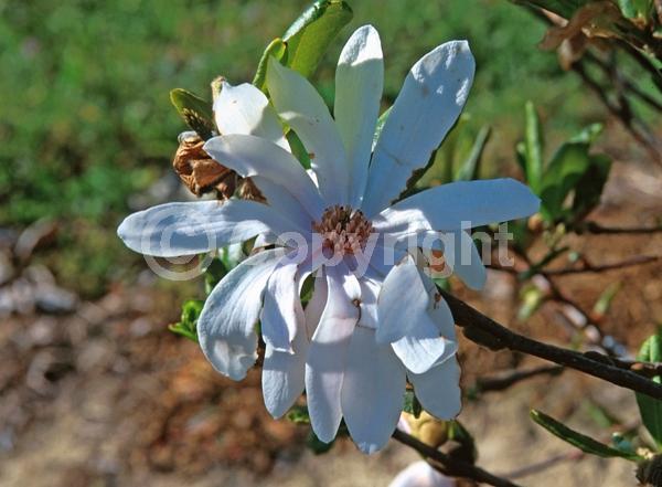 White blooms; Deciduous; Broadleaf