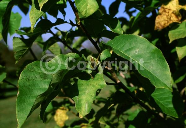 Yellow blooms; Deciduous; Broadleaf