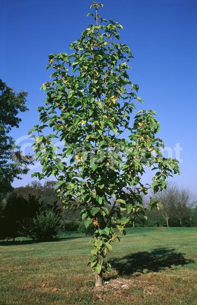 Yellow blooms; Deciduous; Broadleaf