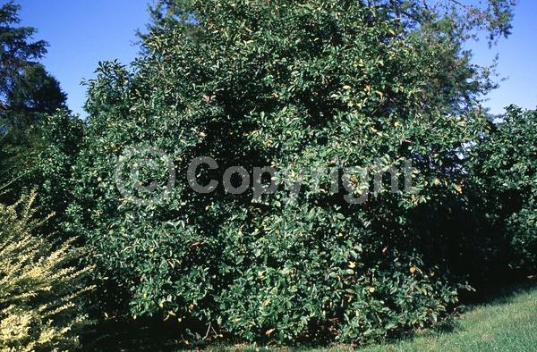 Red blooms; Purple blooms; Deciduous; Broadleaf