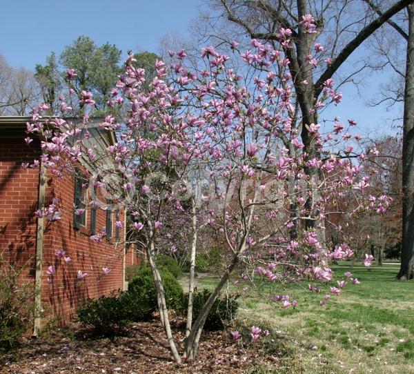 Red blooms; Purple blooms; Deciduous; Broadleaf