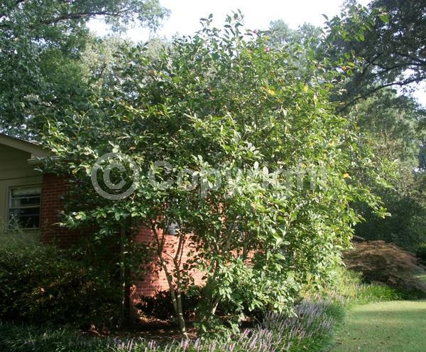 Red blooms; Purple blooms; Deciduous; Broadleaf