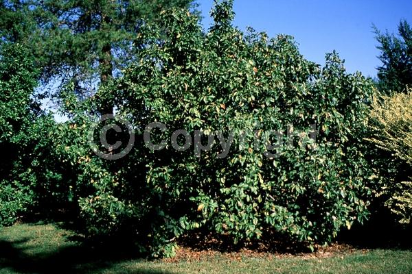 Red blooms; Purple blooms; Deciduous; Broadleaf