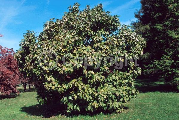 Red blooms; Purple blooms; Deciduous; Broadleaf