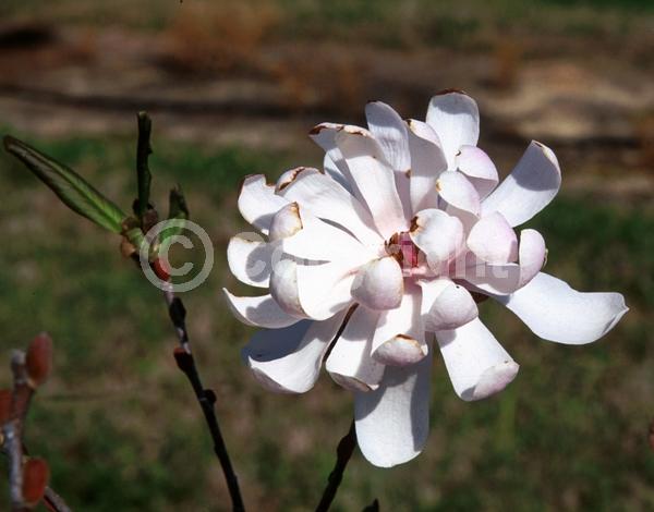 Pink blooms; Deciduous; Broadleaf