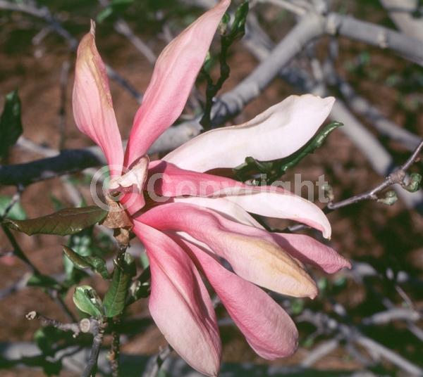 Purple blooms; Pink blooms; Deciduous; Broadleaf