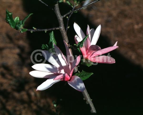 Purple blooms; White blooms; Pink blooms; Deciduous; Broadleaf