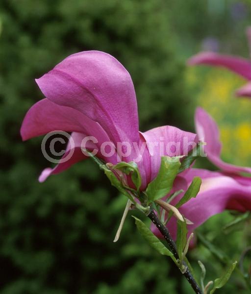 Pink blooms; Deciduous; Broadleaf