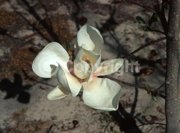 White blooms; Deciduous; Broadleaf