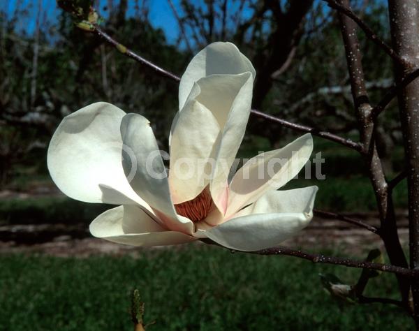 White blooms; Deciduous; Broadleaf