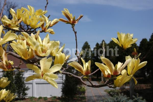 Yellow blooms; Deciduous; Broadleaf