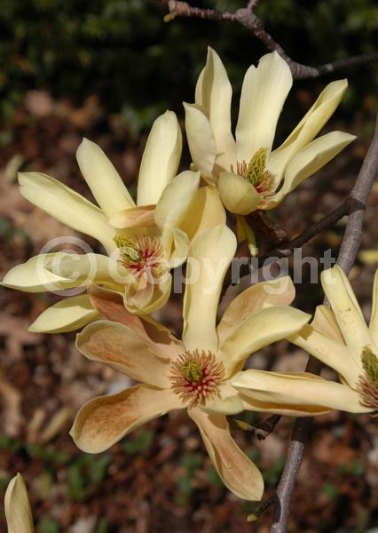 Yellow blooms; Deciduous; Broadleaf