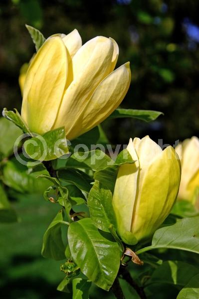 Yellow blooms; Deciduous; Broadleaf