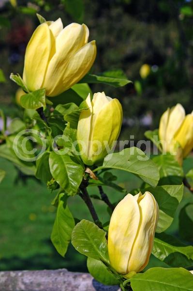 Yellow blooms; Deciduous; Broadleaf