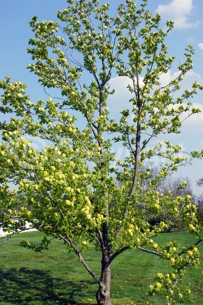 Yellow blooms; Deciduous; Broadleaf