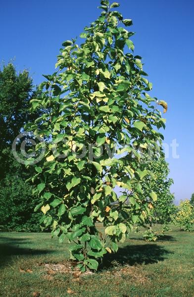 Yellow blooms; Deciduous; Broadleaf
