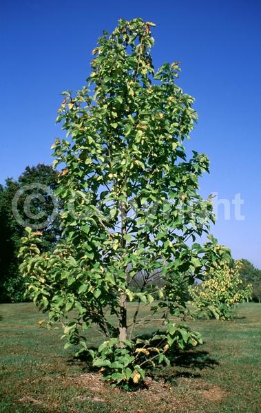 Yellow blooms; Deciduous; Broadleaf