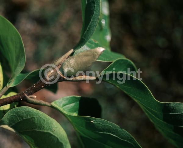 Yellow blooms; Deciduous; Broadleaf
