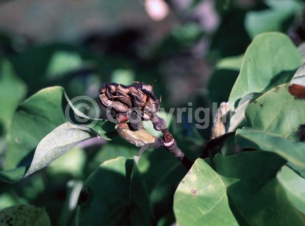 Yellow blooms; Deciduous; Broadleaf