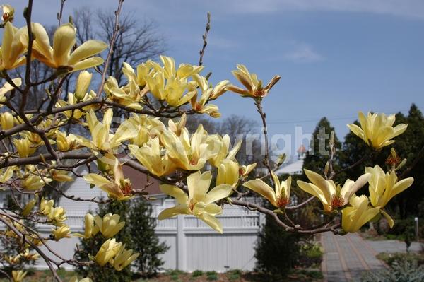 Yellow blooms; Deciduous; Broadleaf