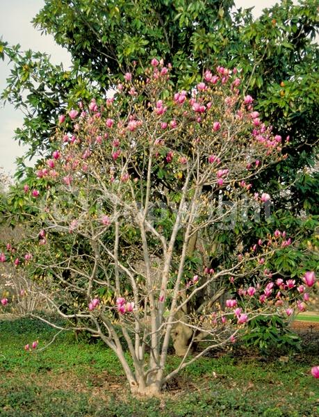 Purple blooms; Pink blooms; Deciduous; Broadleaf