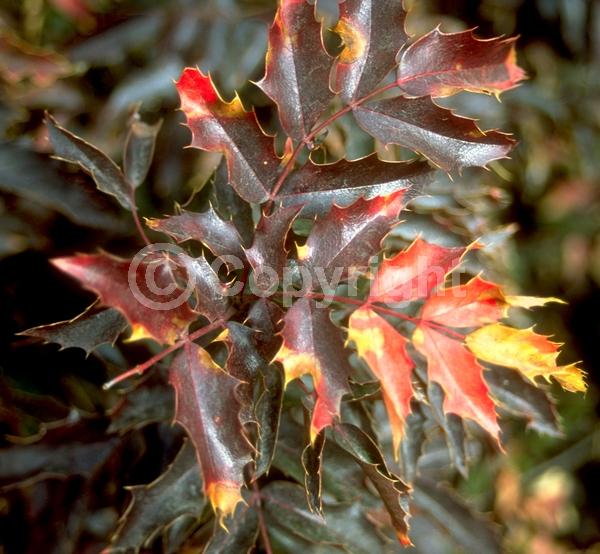 Yellow blooms; Evergreen; Needles or needle-like leaf