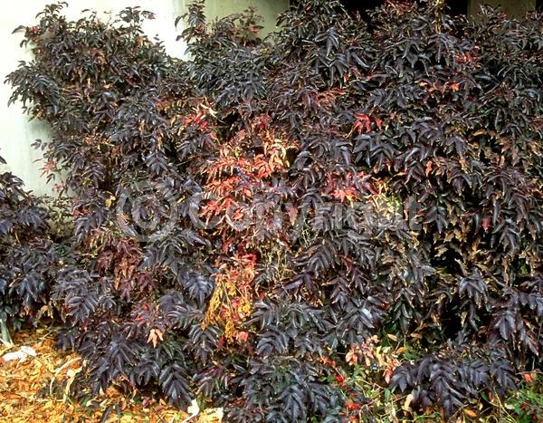 Yellow blooms; Evergreen; Needles or needle-like leaf