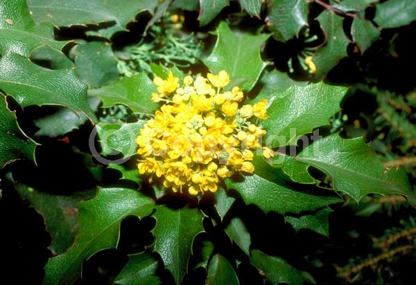 Yellow blooms; Evergreen; Needles or needle-like leaf; North American Native