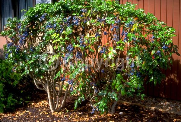 Yellow blooms; Evergreen; Needles or needle-like leaf; North American Native