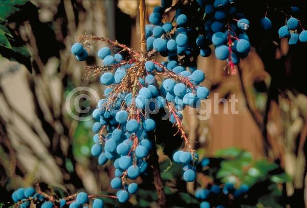 Yellow blooms; Evergreen; Needles or needle-like leaf; North American Native