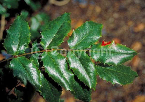 Yellow blooms; Evergreen; Needles or needle-like leaf; North American Native